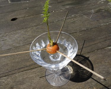 Growing carrot tops