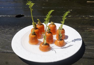 Keep water in your dish at all times.