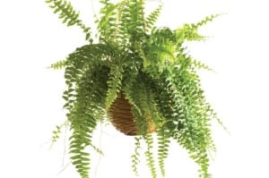 boston-fern_111453593